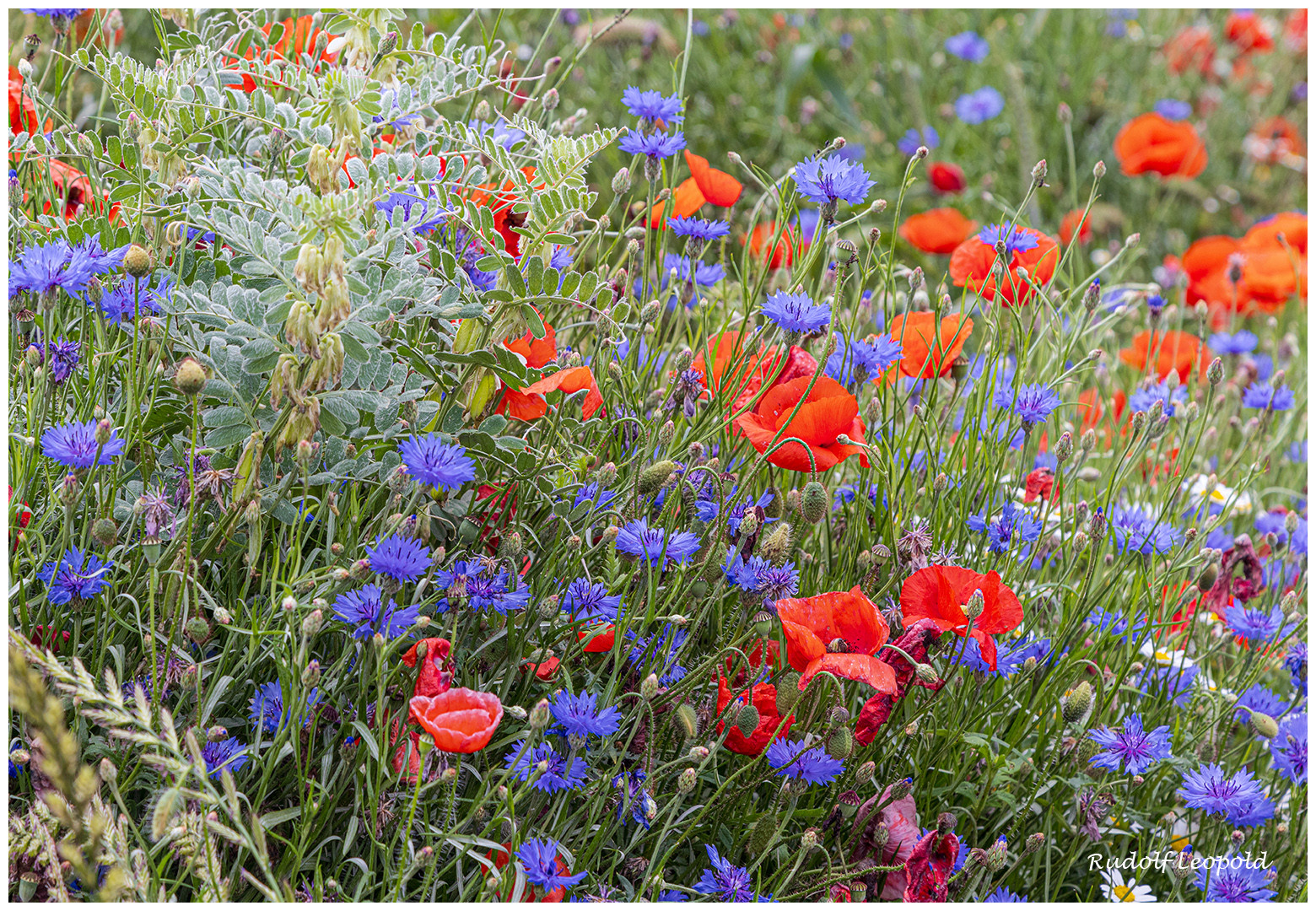 blaue Korn- und rote Mohnblumen