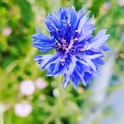 Blaue Kornblume