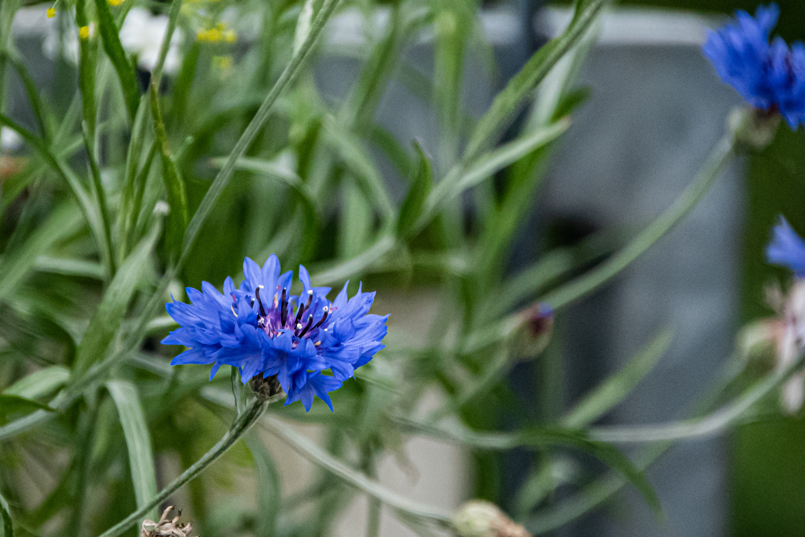 Blaue Kornblume