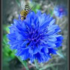 Blaue Kornblume