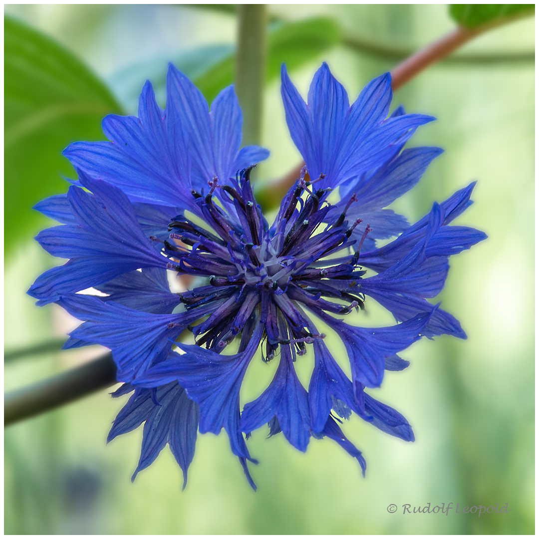 blaue Kornblume