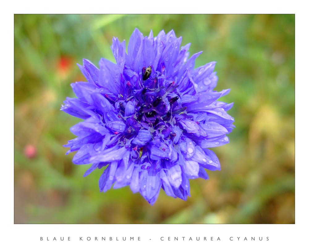 Blaue Kornblume