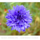 Blaue Kornblume