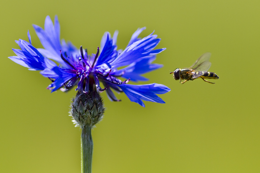 Blaue Kornblume