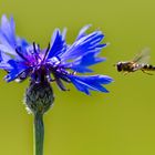 Blaue Kornblume