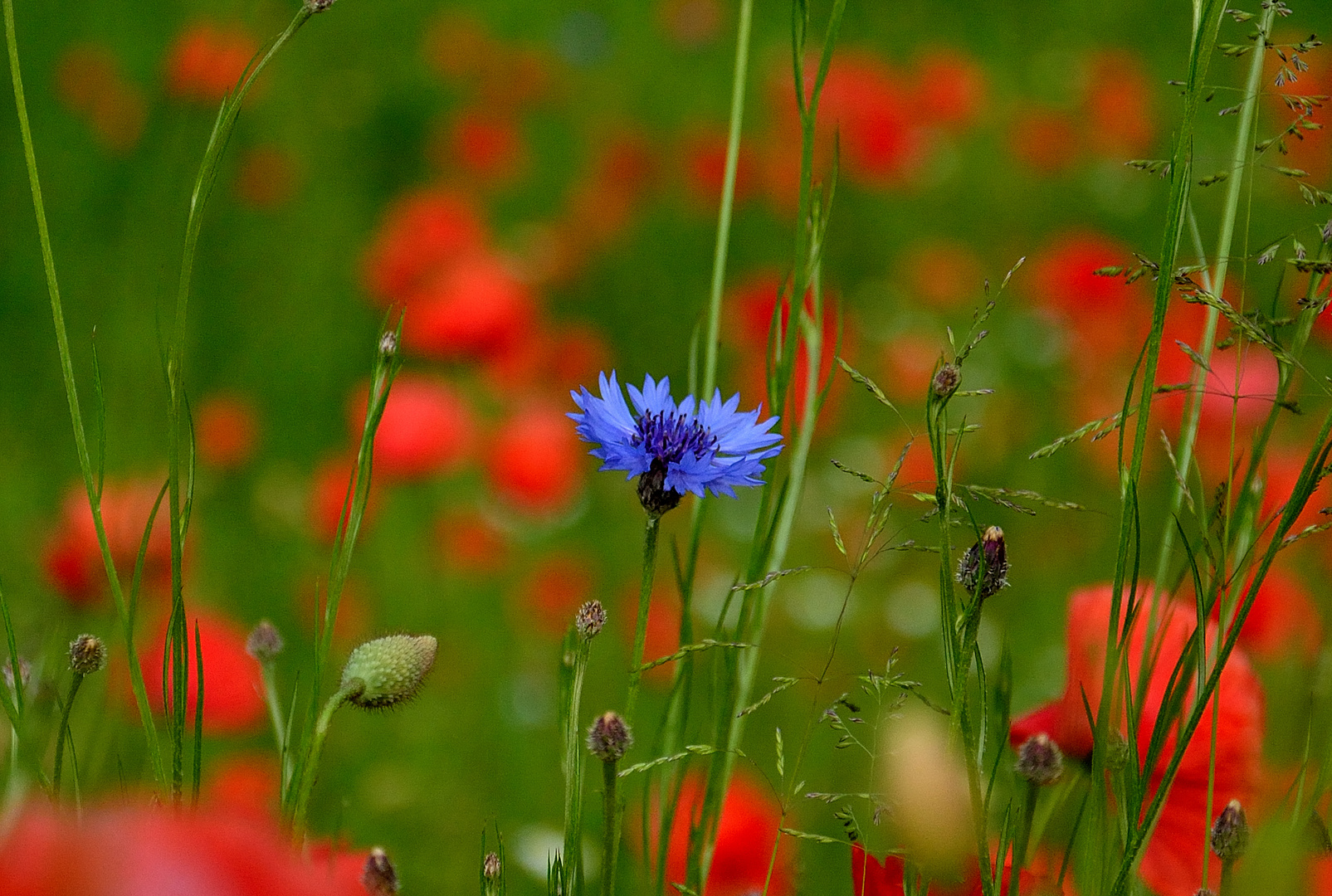 blaue Kornblume