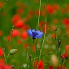 blaue Kornblume