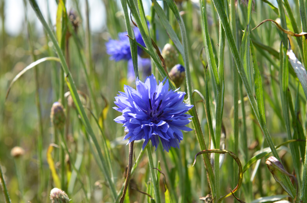 Blaue Kornblume