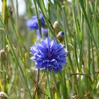 Blaue Kornblume