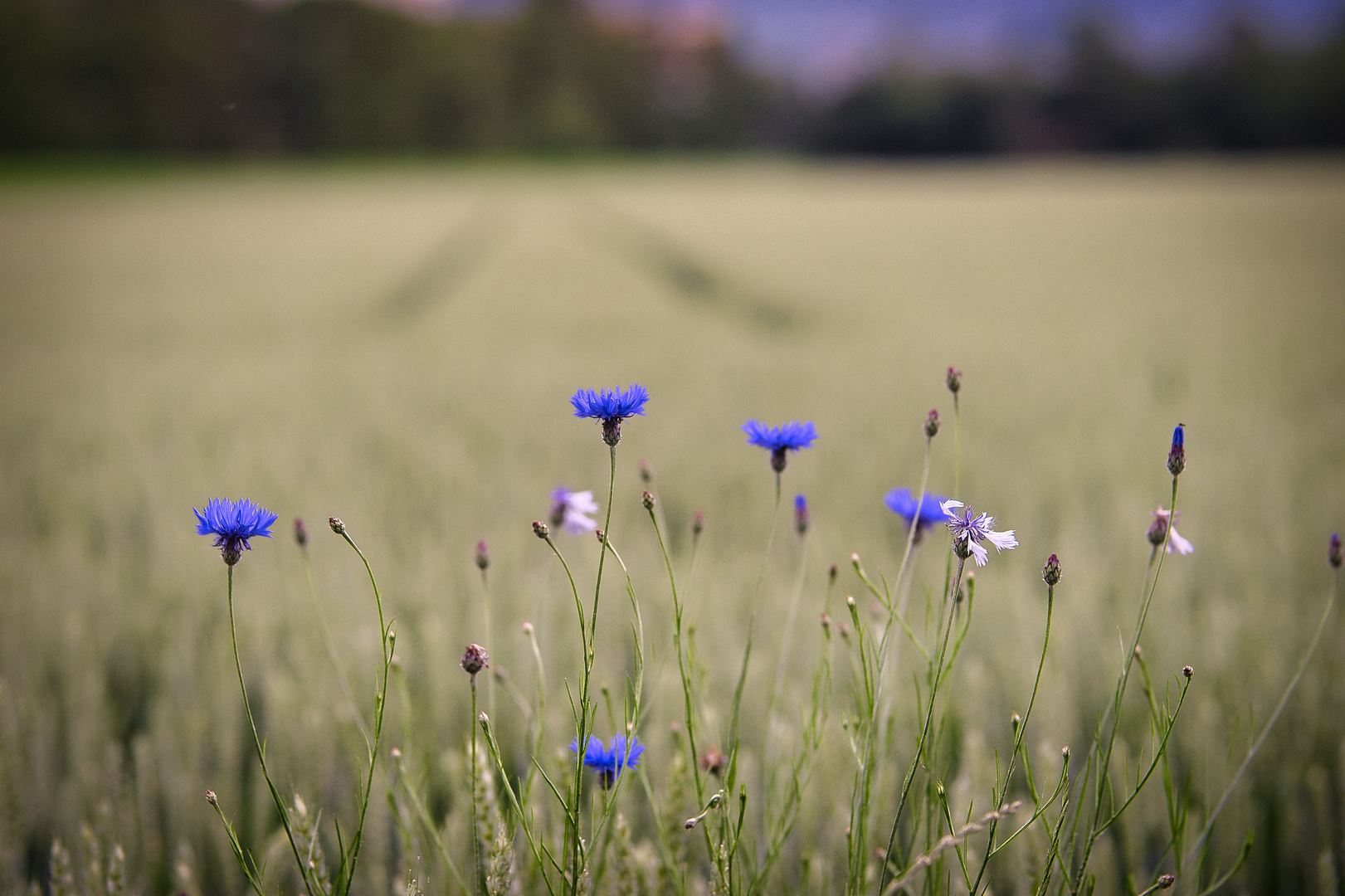 Blaue Kornblume Blaue Stunde