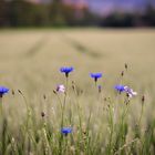 Blaue Kornblume Blaue Stunde