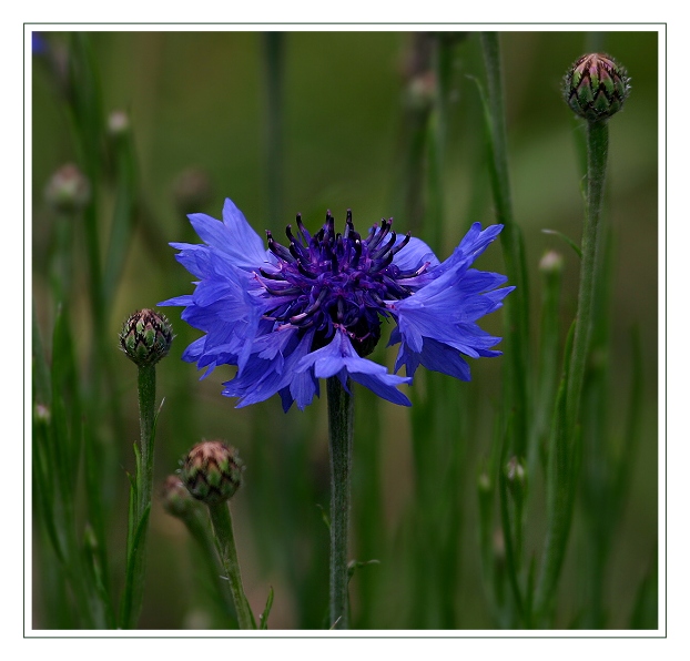 Blaue Kornblume