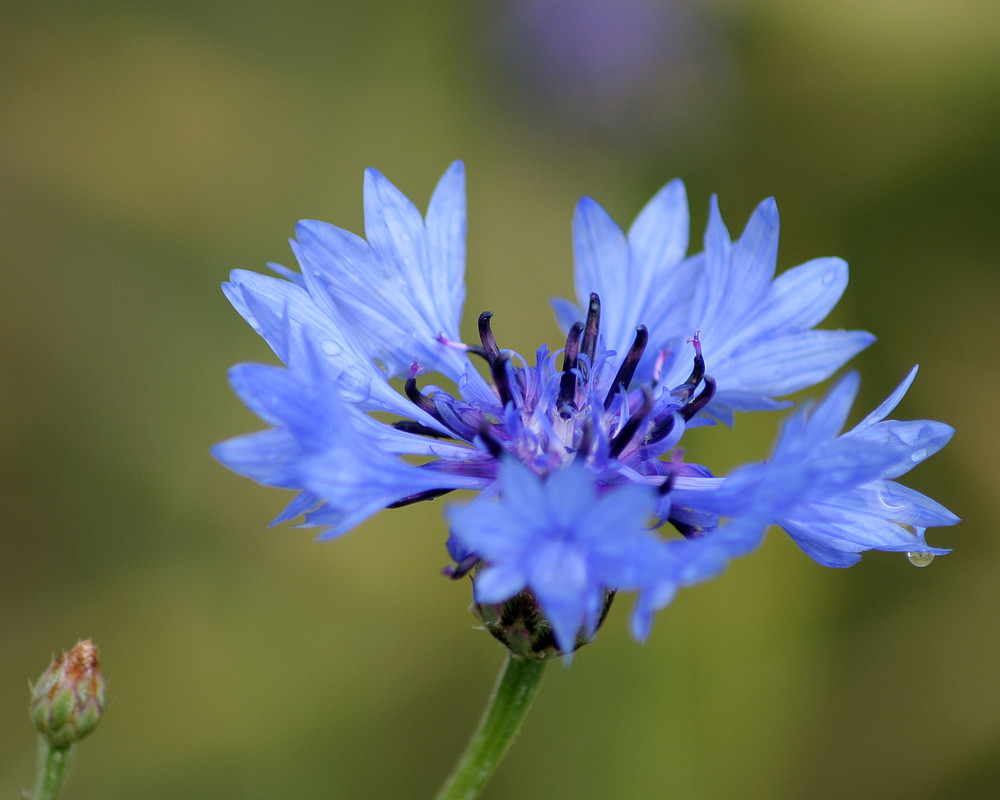 blaue Kornblume nach dem Regen...