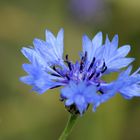 blaue Kornblume nach dem Regen...