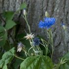 Blaue Kornblume vor Alleebaum