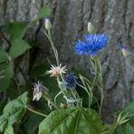 Blaue Kornblume vor Alleebaum