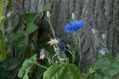 Blaue Kornblume vor Alleebaum