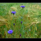 Blaue Kornblumen im Kornfeld