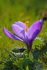 Blaue Krokus.