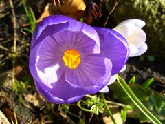 blaue Krokusblüte mit feiner Zeichnung