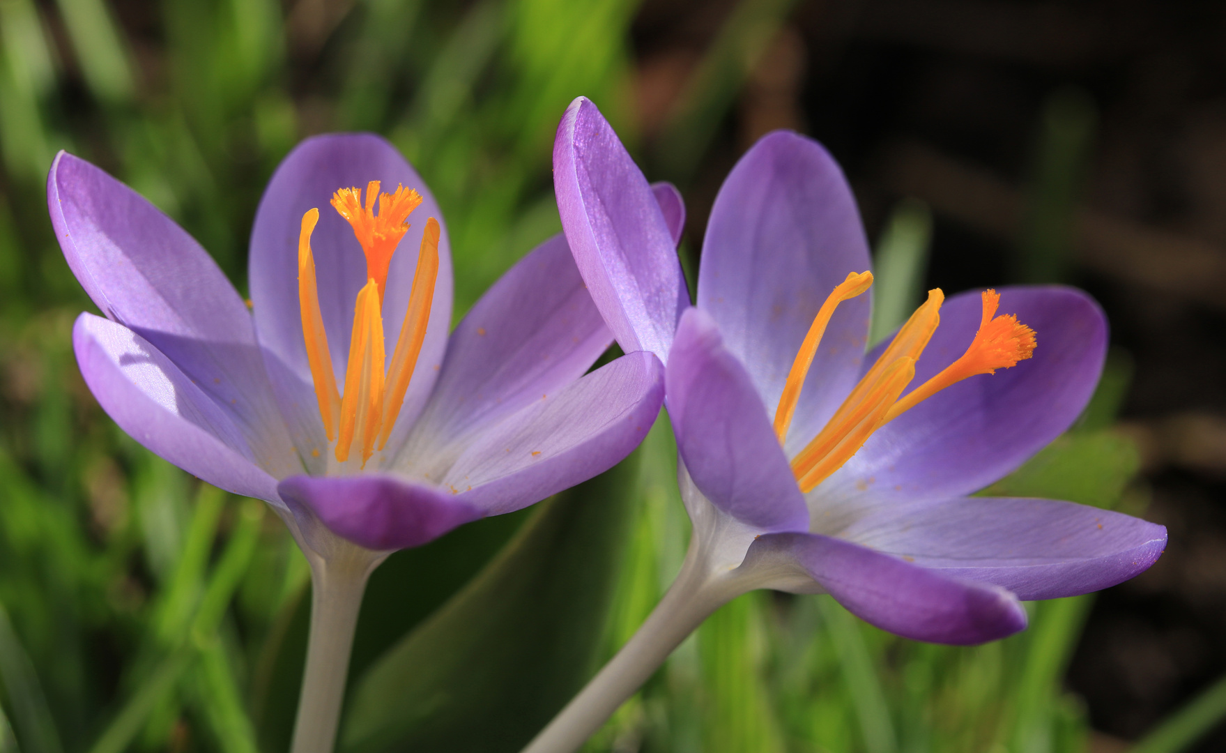 Blaue Krokusblüten 