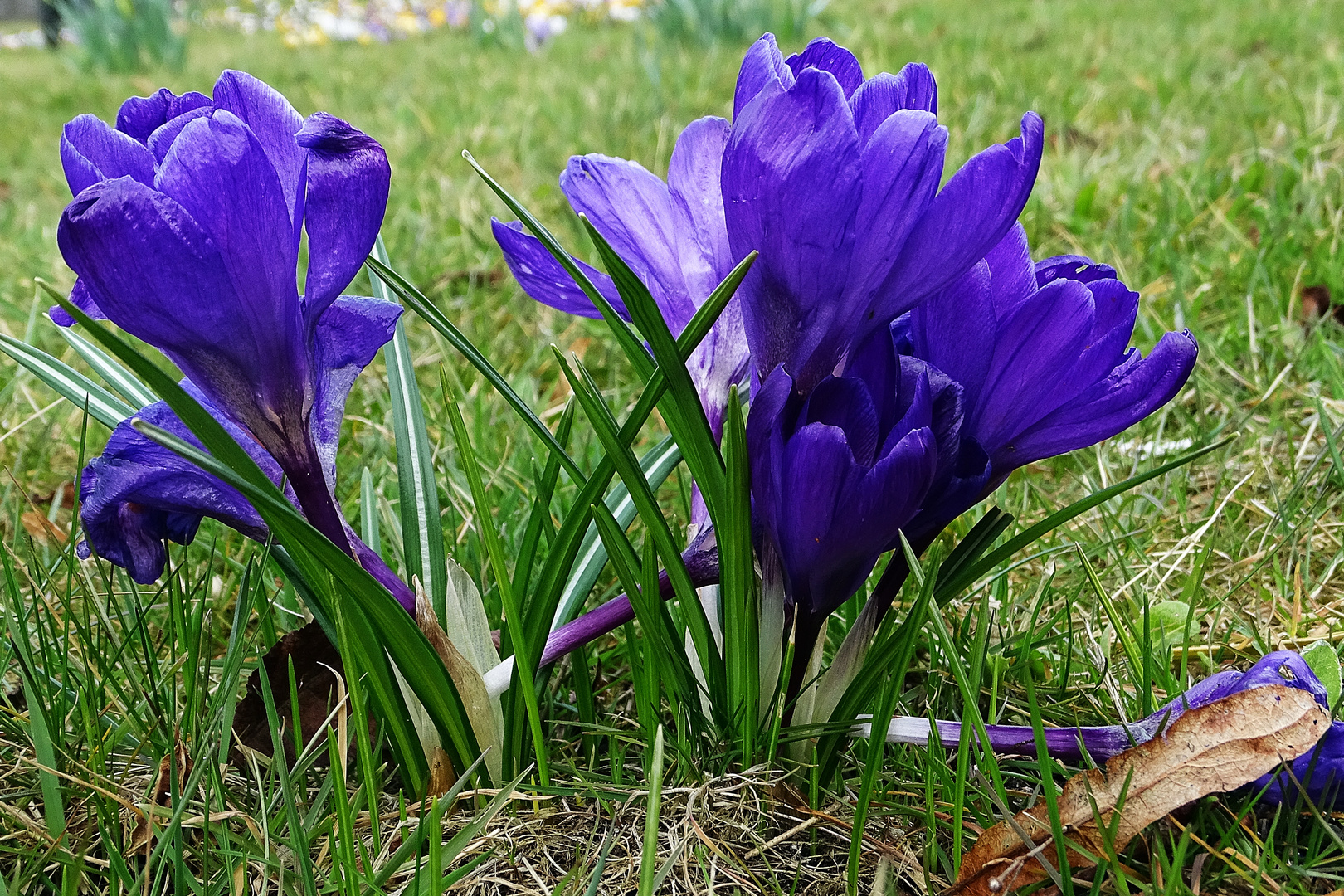 blaue Krokusse