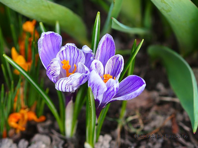 Blaue Krokusse