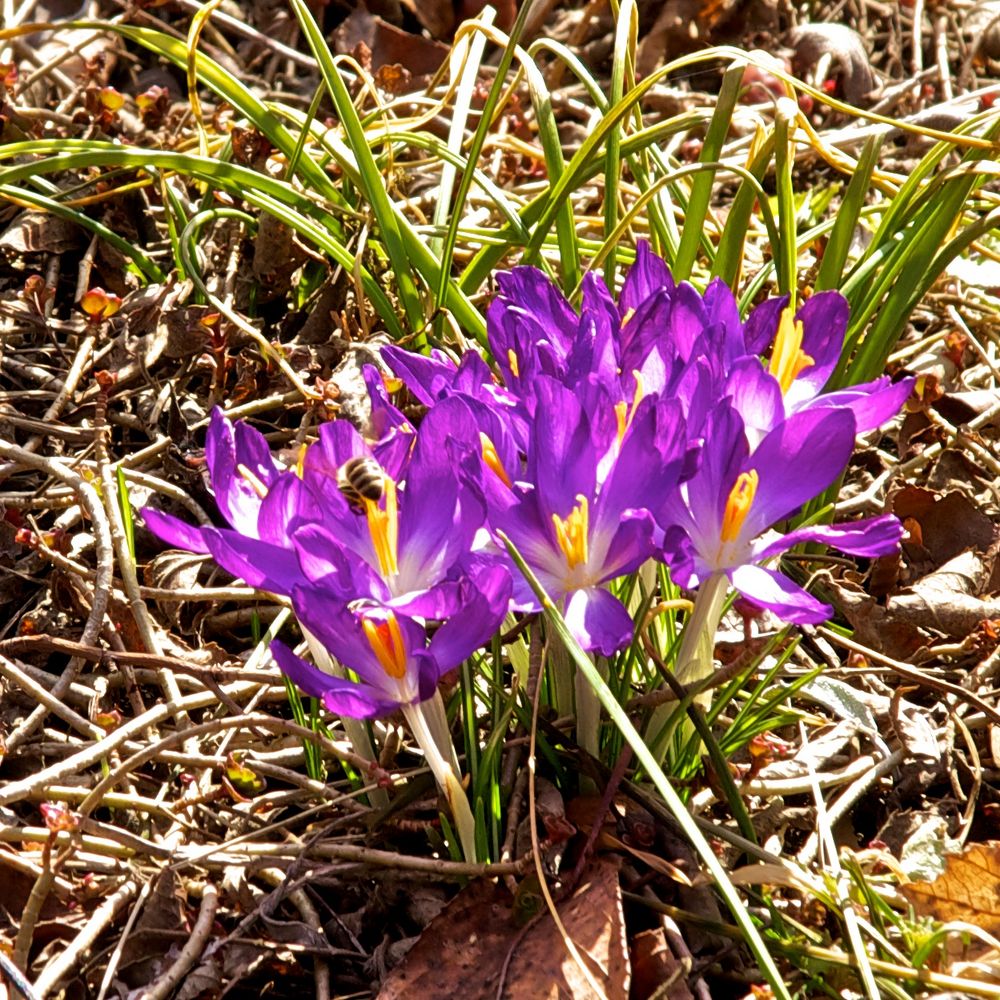 Blaue Krokusse - Frühlingsboten