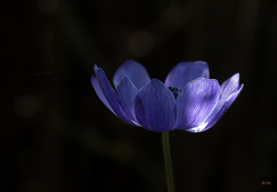 Blaue Krone (Anemone coronaria)