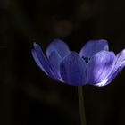 Blaue Krone (Anemone coronaria)