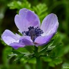 Blaue Kronen- Garten- Anemone