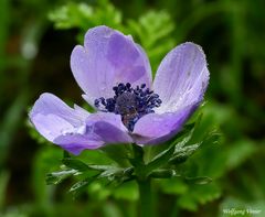 Blaue Kronen- Garten- Anemone