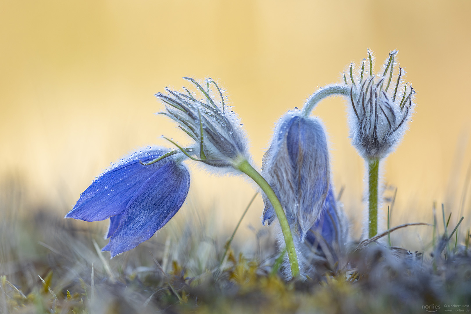 Blaue Küchenschelle