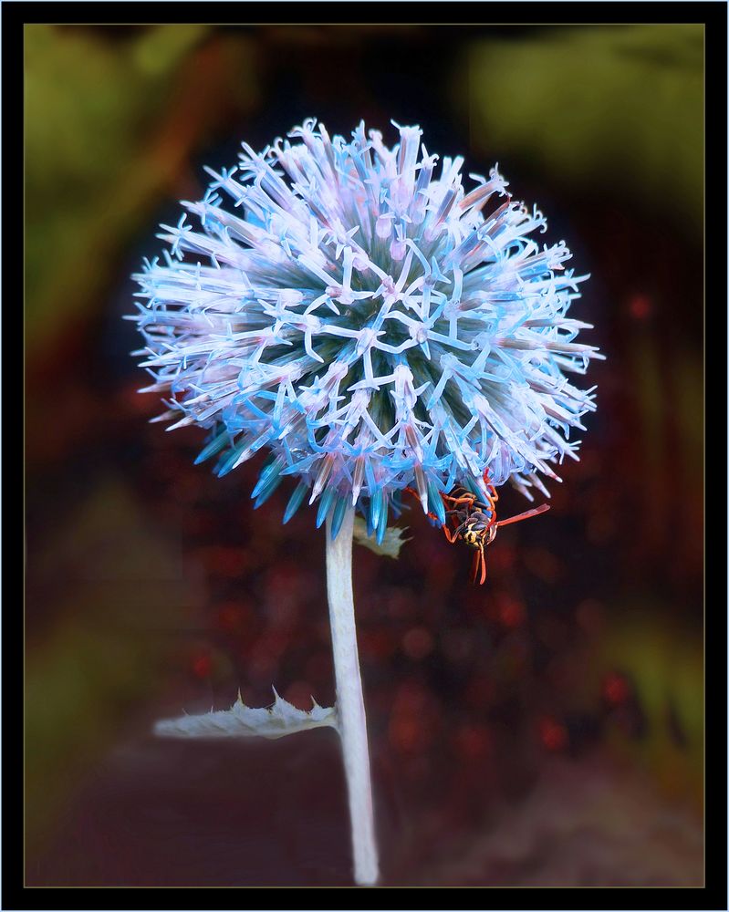  Blaue Kugel-Distel mit lustigem Besuch 