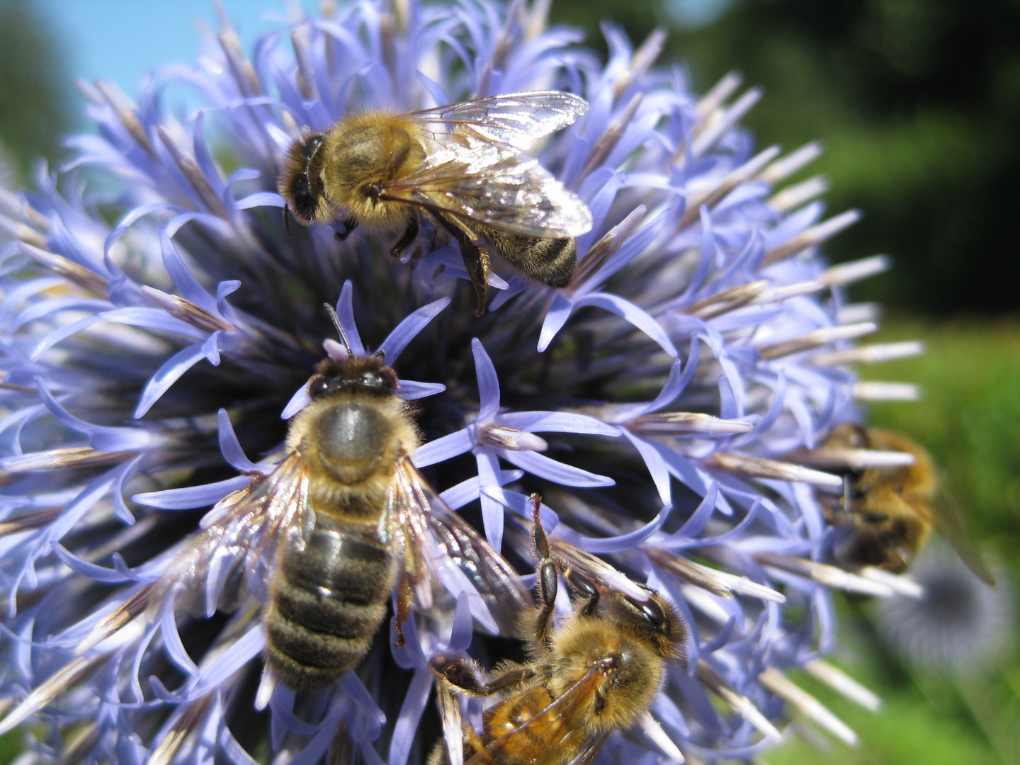 blaue Kugelblume mit Bienen