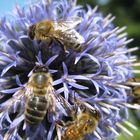 blaue Kugelblume mit Bienen