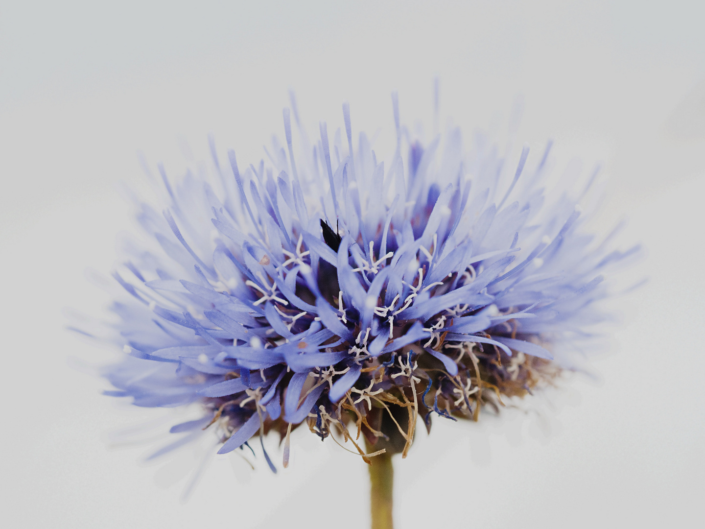 blaue Kugelblume mit Käferlein