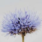 blaue Kugelblume mit Käferlein