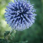 Blaue Kugeldistel