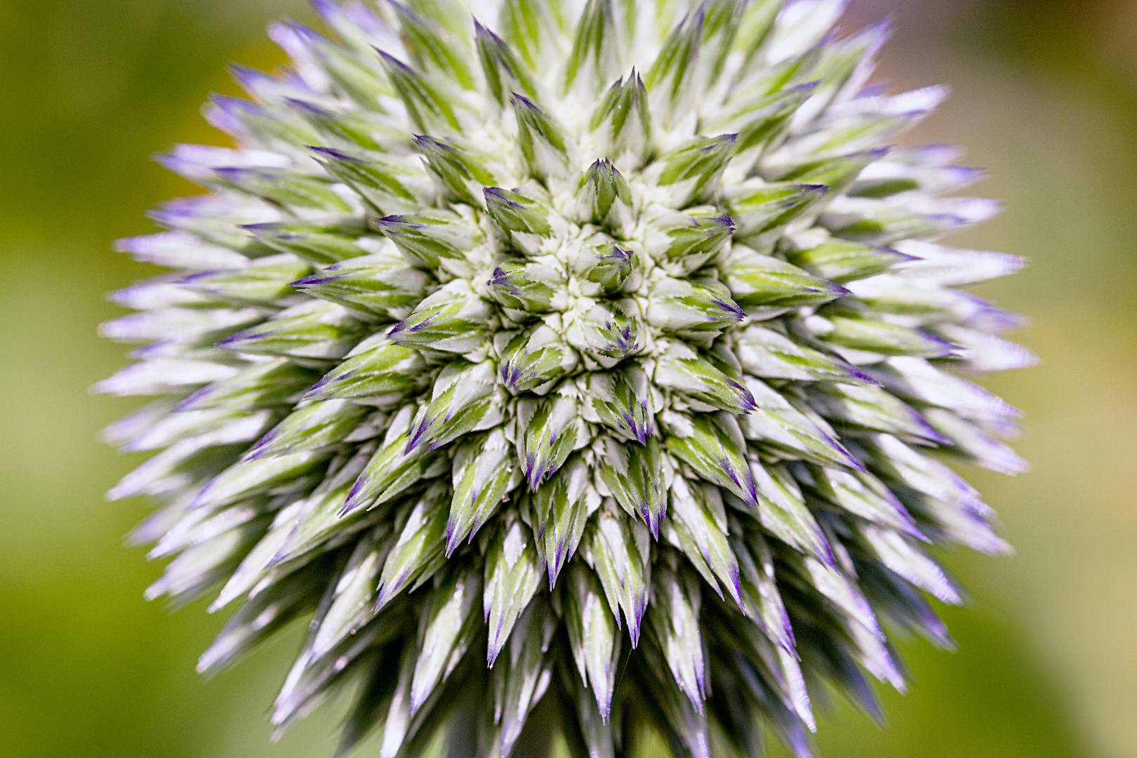 Blaue Kugeldistel