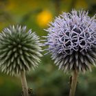 Blaue Kugeldistel