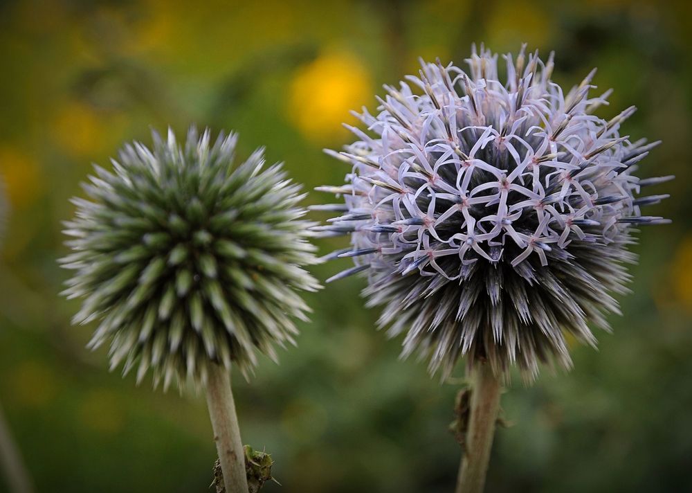 Blaue Kugeldistel