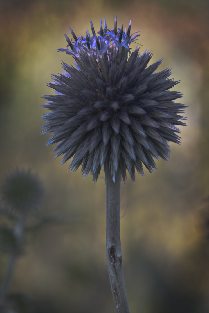 Blaue Kugeldistel