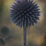 Blaue Kugeldistel