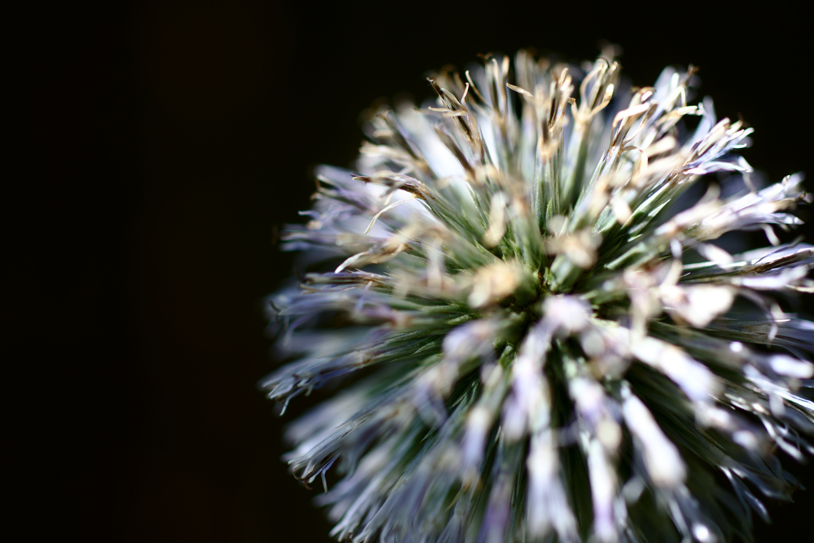 Blaue Kugeldistel