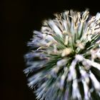 Blaue Kugeldistel