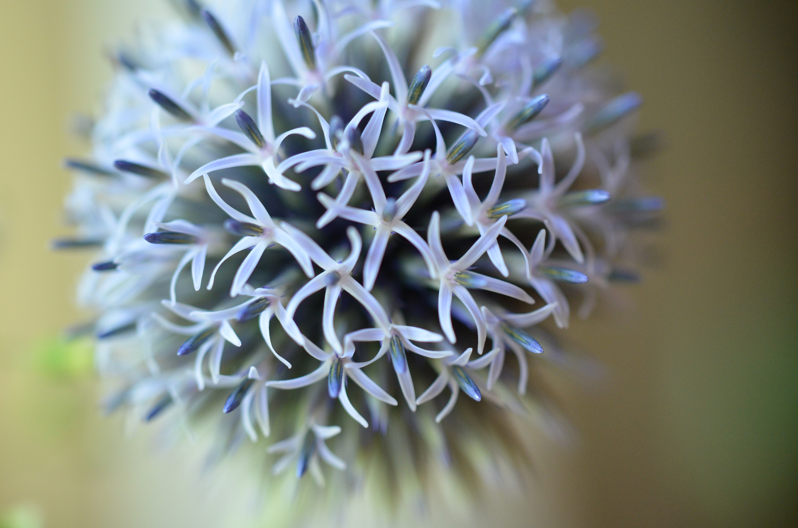 blaue Kugeldistel