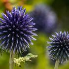 Blaue Kugeldistel