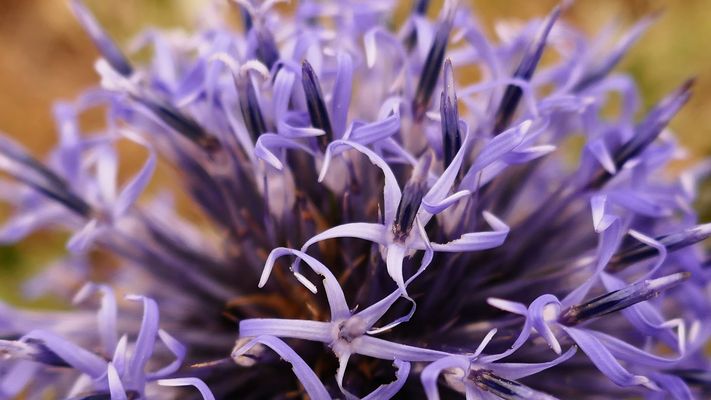 Blaue Kugeldistel, Echinops ritro