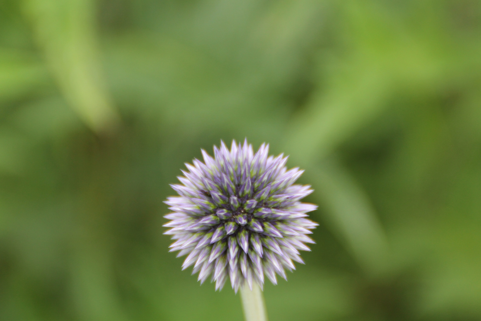 Blaue Kugeldistel (Echinops ritro)